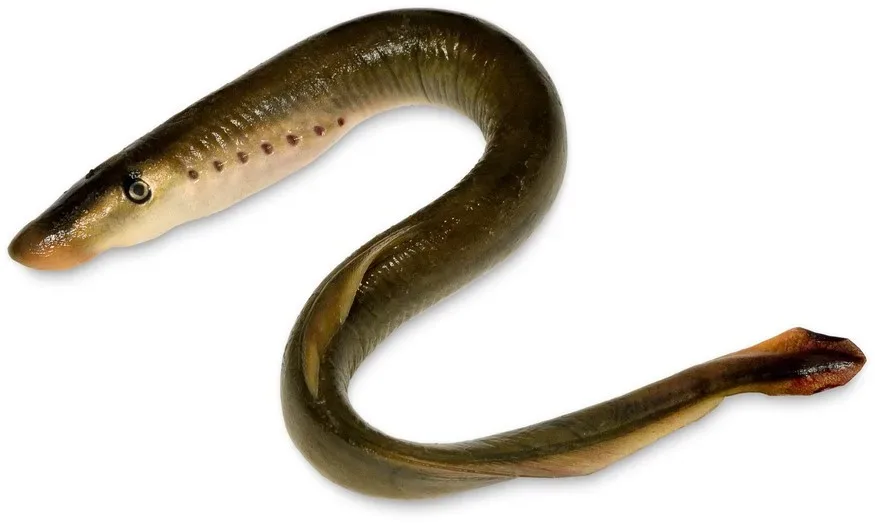 Eel specimen