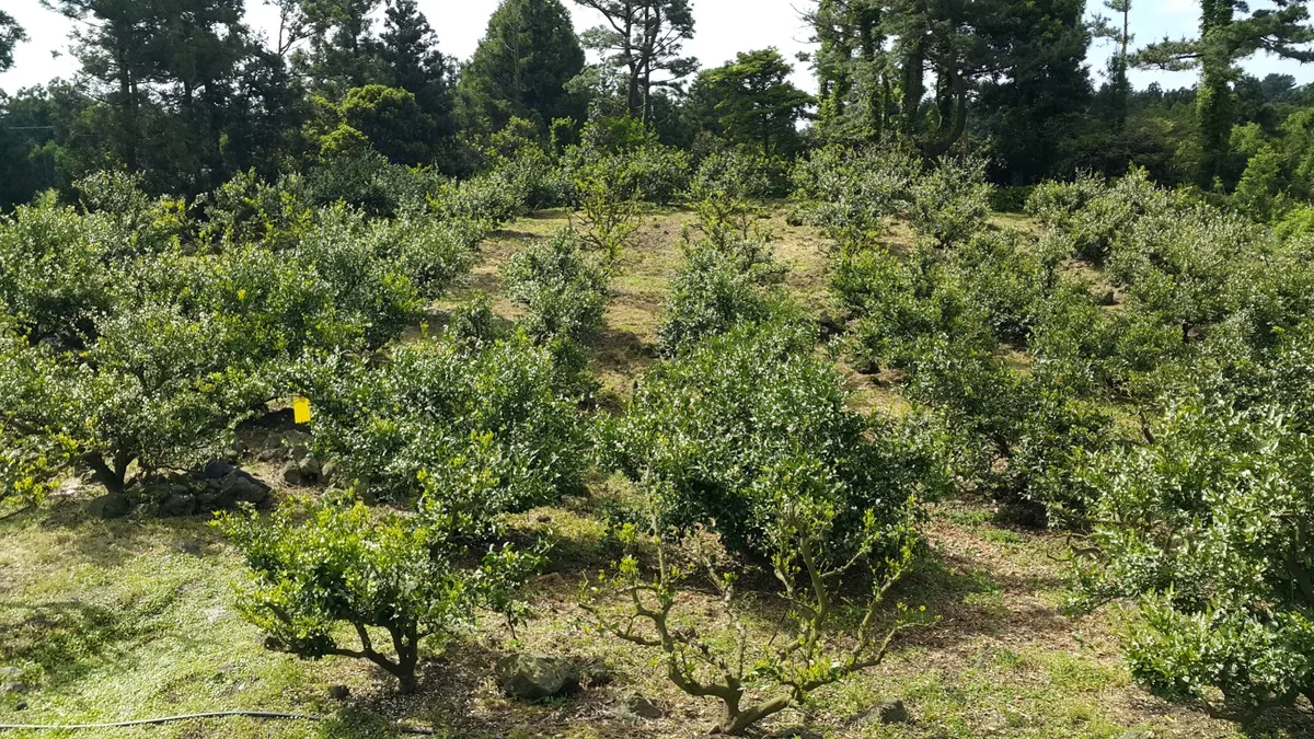 Jeju citrus orchard — Rows of lush green mandarin trees with early fruit beginning to form.