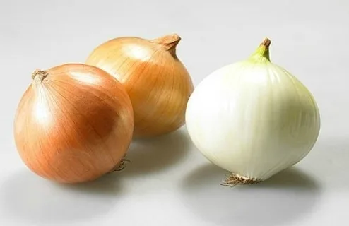 Three large onions — Firm, round shape with heavy weight. Result of liquid fertilizer application: stronger pungency and improved quality.