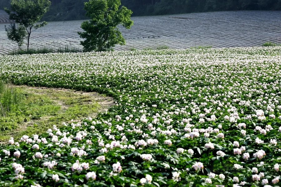 Seosan (2017) — Potato field in full bloom with white and pink flowers. Vigorous growth across the entire field after liquid fertilizer application.