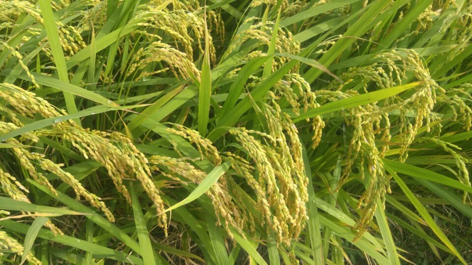 Rice field trial overview — Abundant golden ears bowing under the weight of grain.